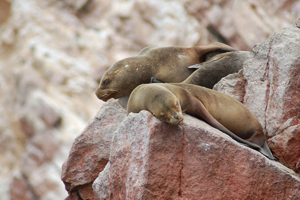 Sea lions in Peru