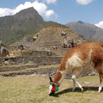 Llama and the ruins of Machu Picchu