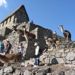 Llamas released into the ruins