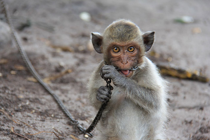 A monkey chained to a bungalow in Cambodia