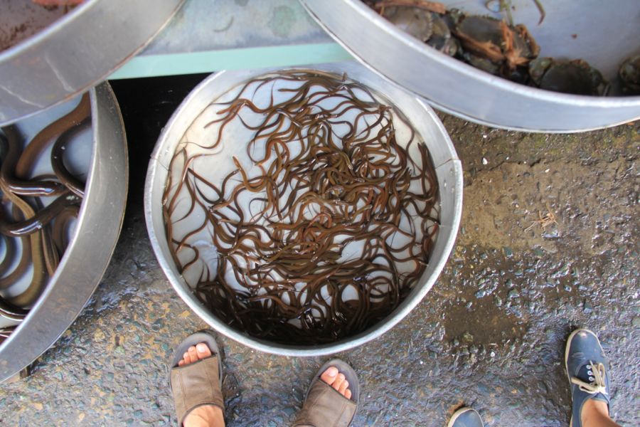 Ben Tre Market, Vietnam - eels for sale