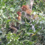 Proboscis monkeys in Borneo, Malaysia