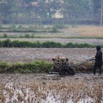 A farmer plowing his field in Tam Coc, Vietnam